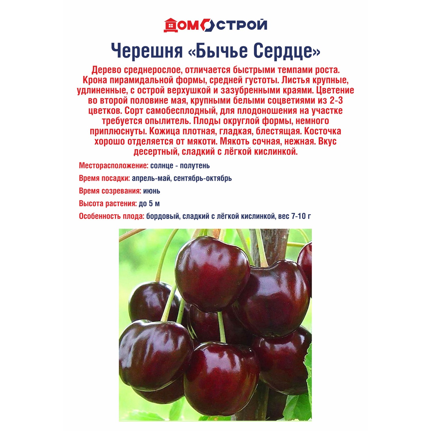 Черешня Бычье Сердце Черешня Бычье Сердце