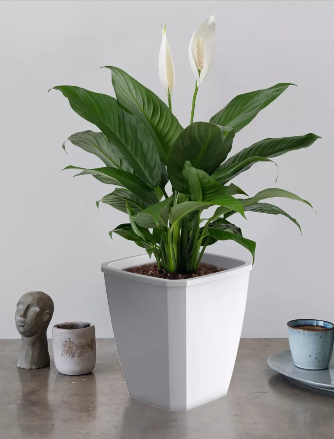 Кашпо пластм. "Лаунж" 4,0л 176x176 h204мм со вставкой 2,8л Светло-серое С372СЕР ("Мартика") *1/12 Кашпо пластм. "Лаунж" 4,0л 176x176 h204мм со вставкой 2,8л Светло-серое С372СЕР ("Мартика") *1/12