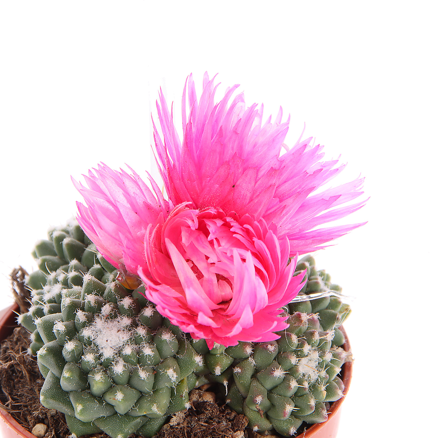 Кактус микс с сухоцветами D6 H8* 1/20