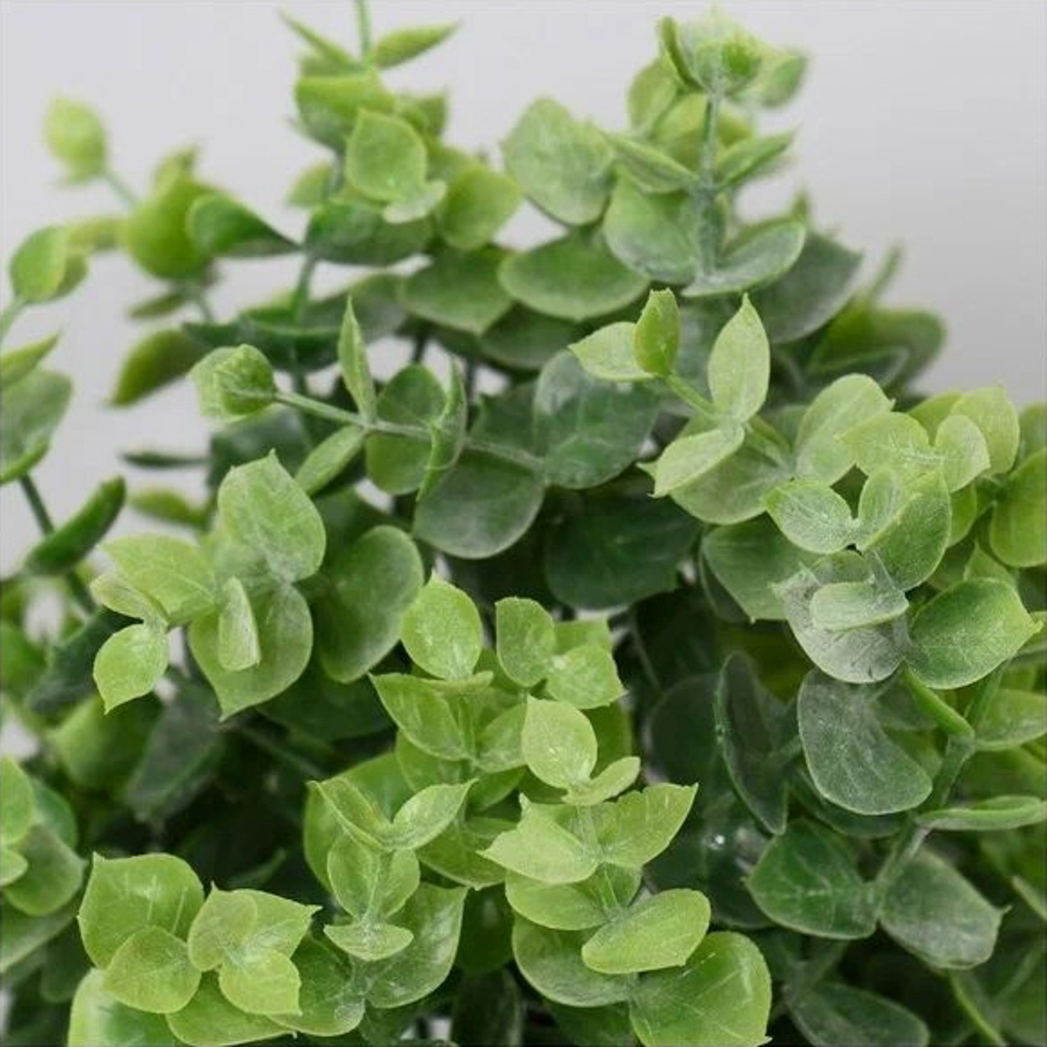 Бонсай в горшке "Буксус" 7,5х21 см 7081328