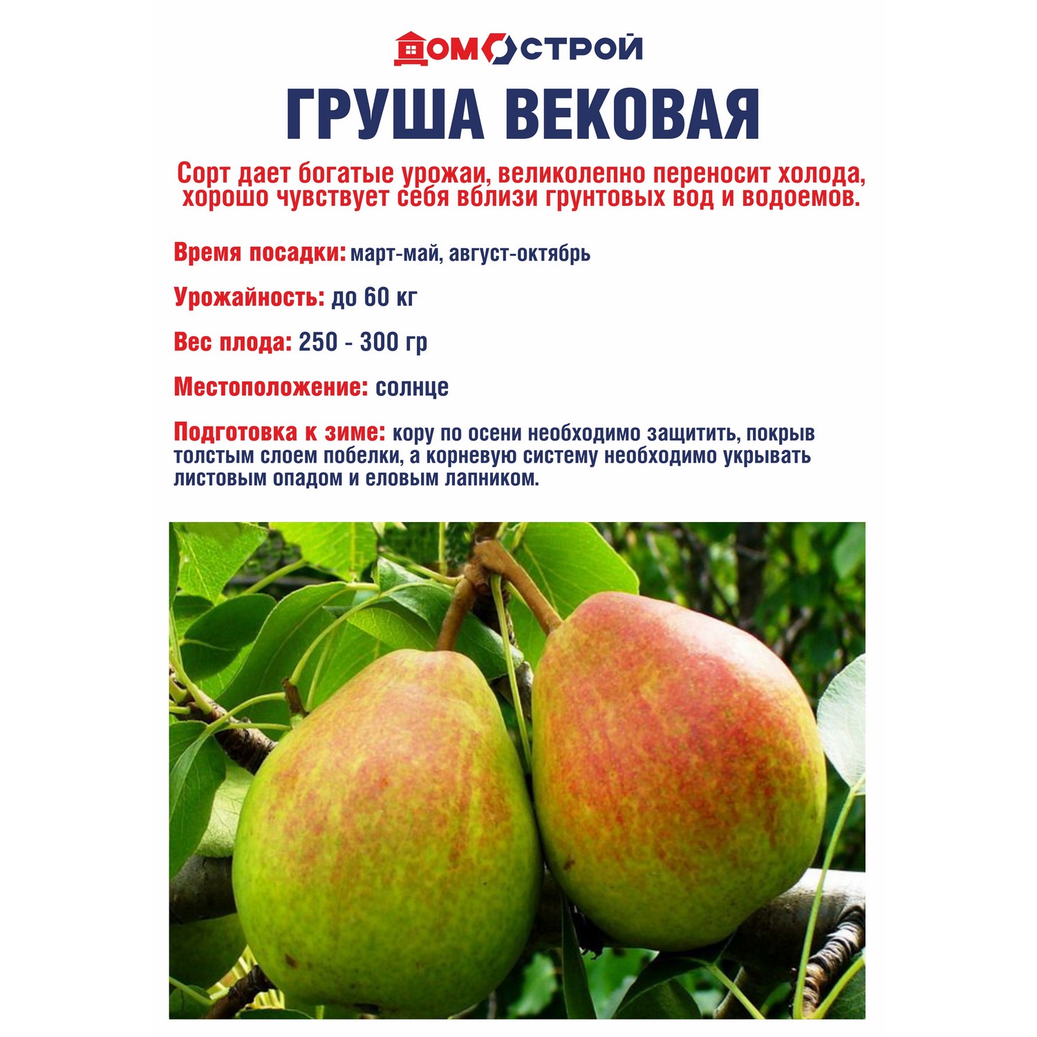 Груша Вековая Саженец 2 года Высота саженца  90-120см