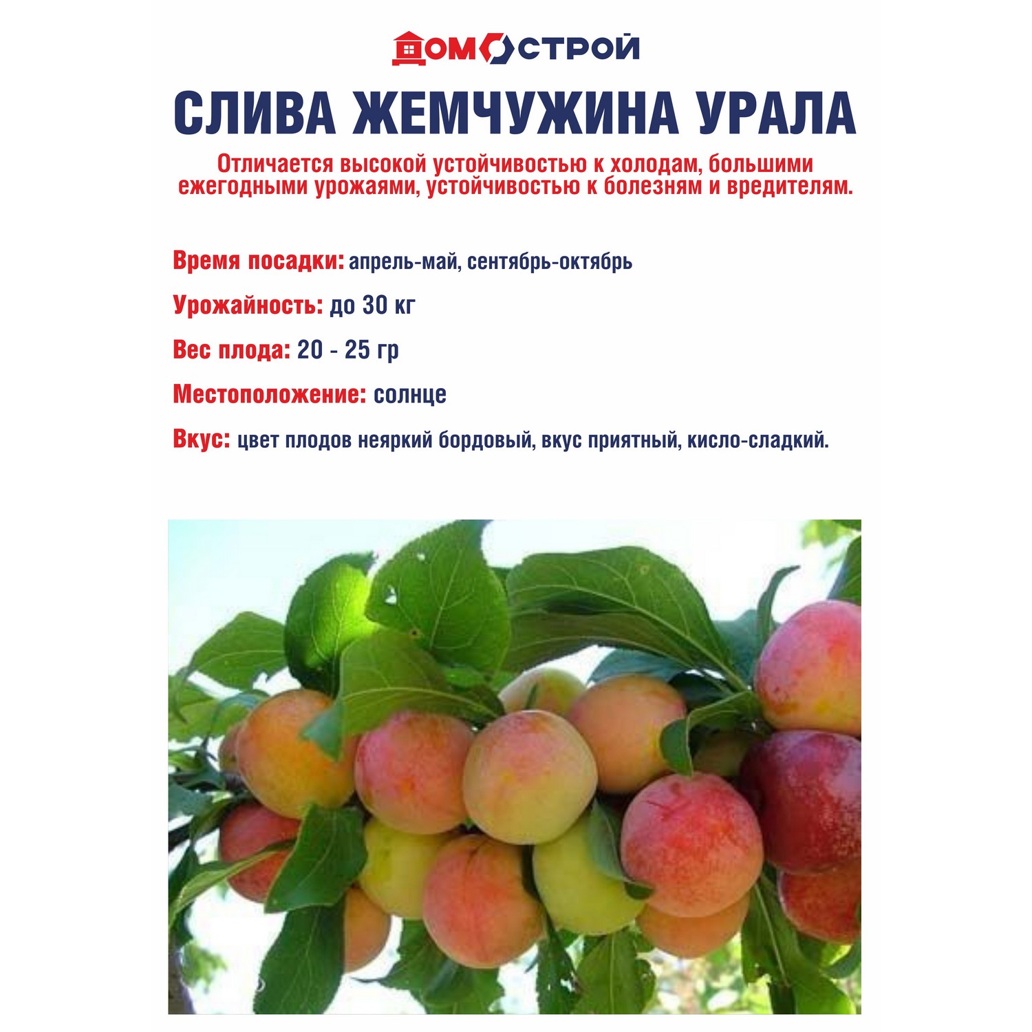 Слива Жемчужина Урала Саженец 2 года Высота саженца  90-110см