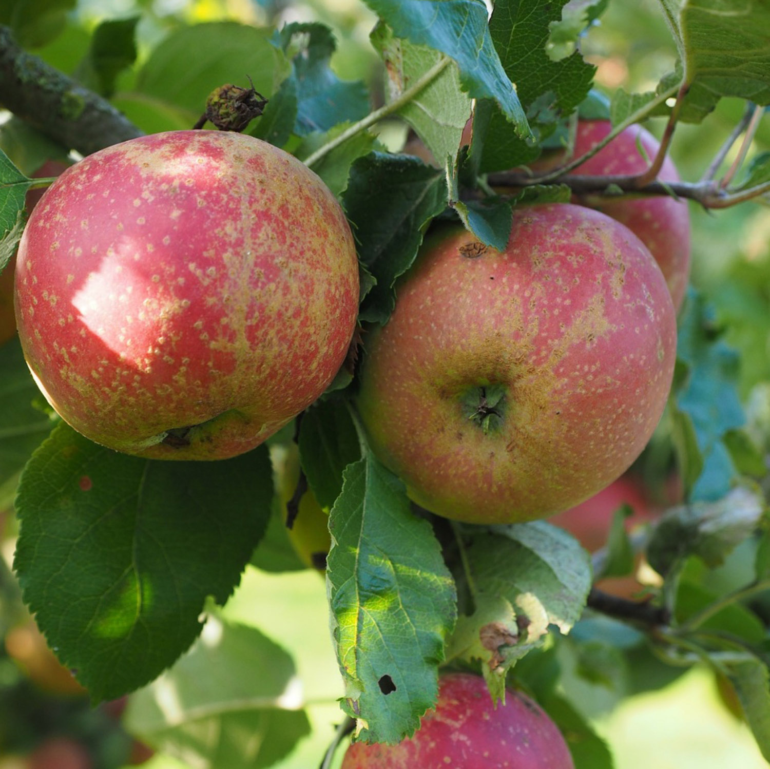 Яблоня Краса Свердловска Саженец 2 года Высота саженца  100-120см