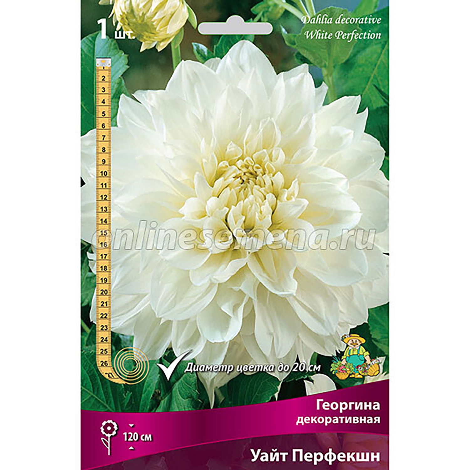 Георгина декоративная Уайт Перфекшн I/К Георгина декоративная Уайт Перфекшн I/К