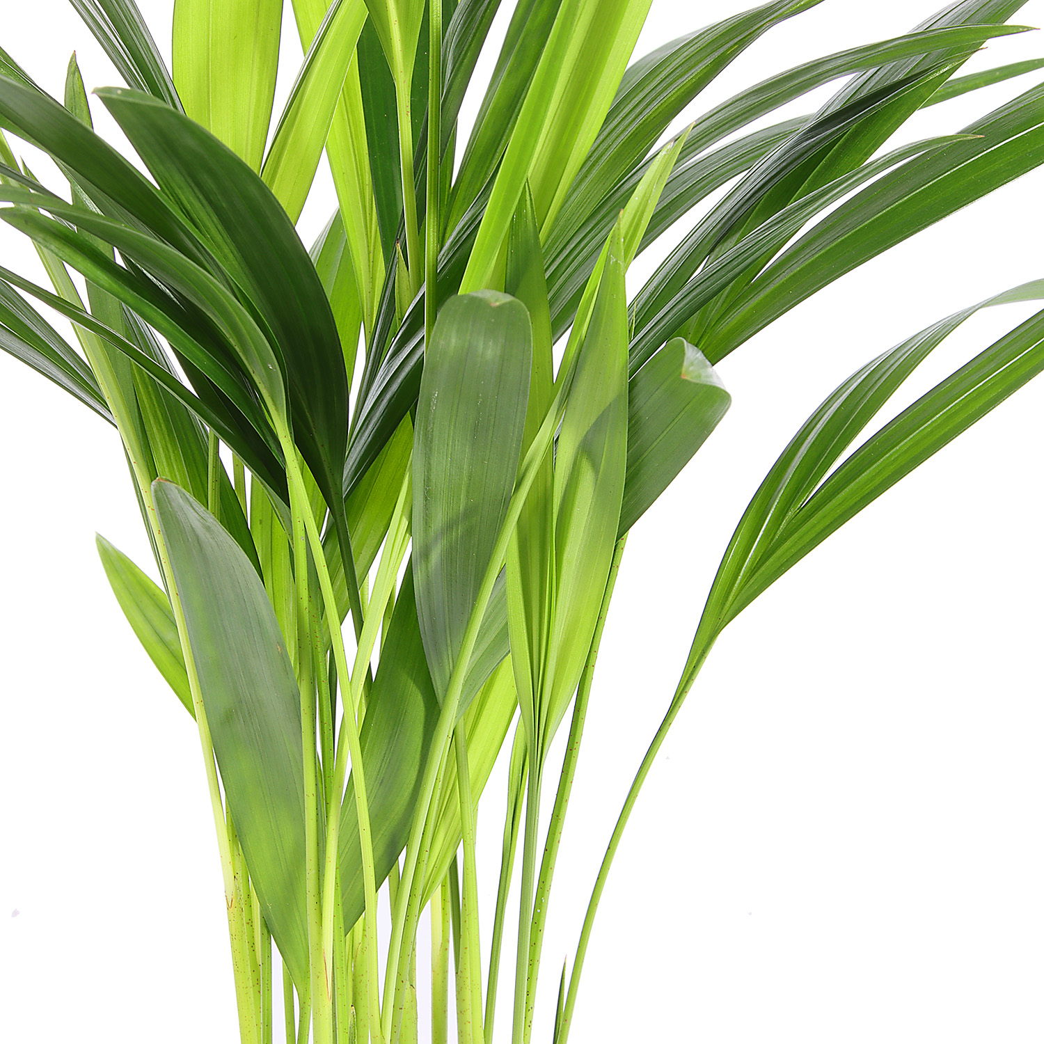 Арека дипсис D10 H30*1/12