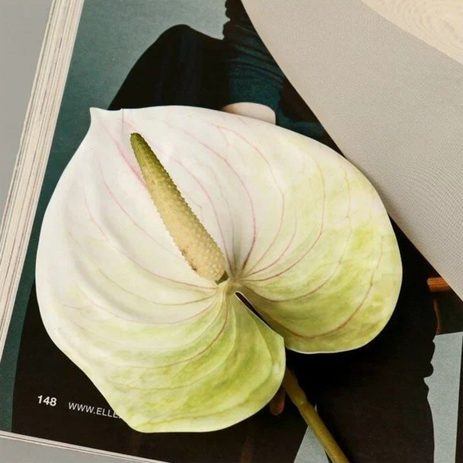 Цветы искусственные "Антуриум" 60 см, белый 7510198