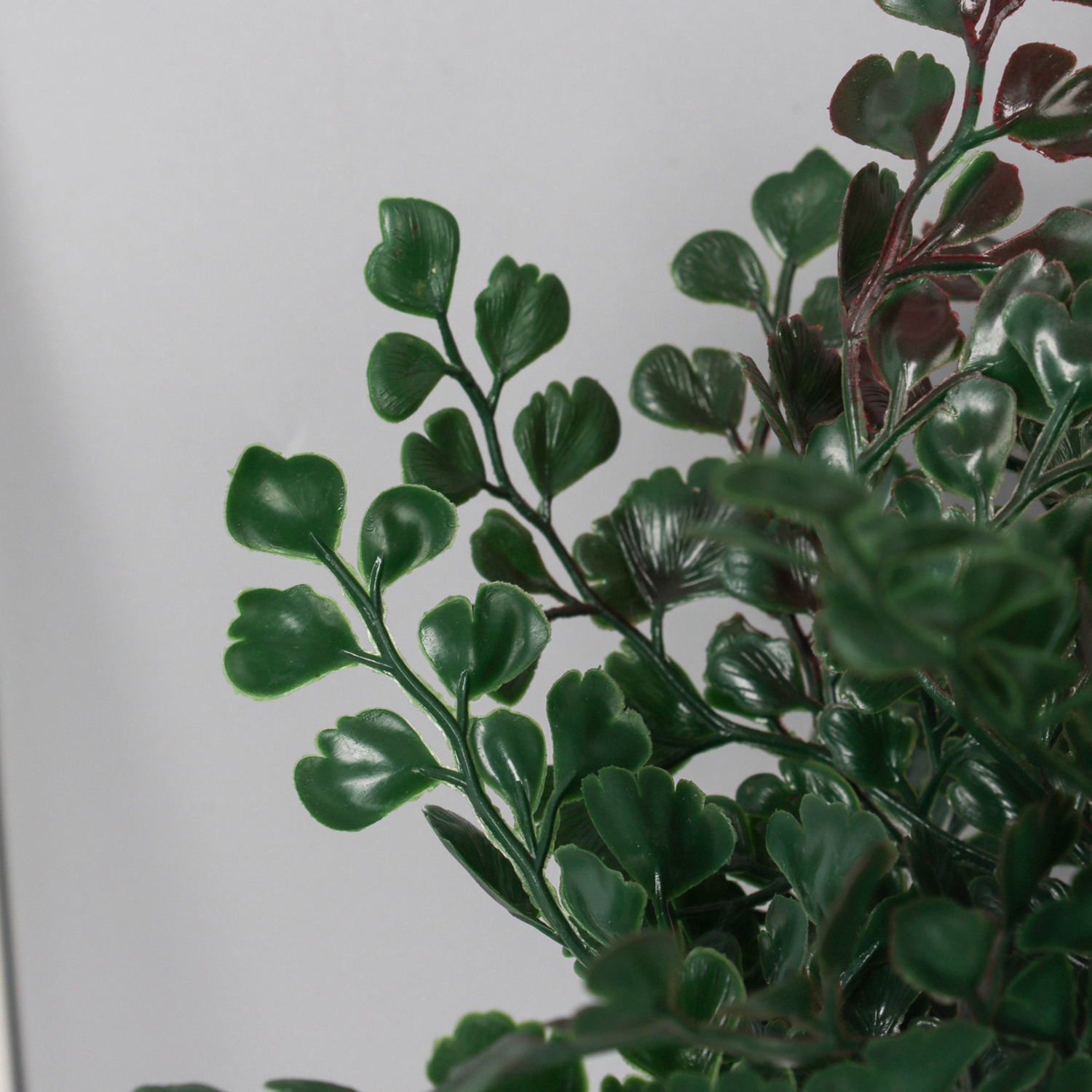 Бонсай в горшке "Триангулярис фикус" 23х9 см, микс  10697907