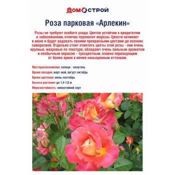 Роза парковая Декор Арлекин