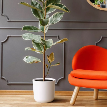 Кашпо пластм. "Лион" 16,6л d верха 300мм h300мм со вставкой 14,5л Белый ЛИ30-10*1